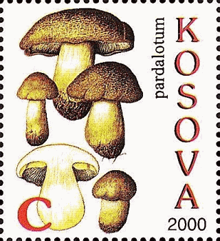Kosovo 2000