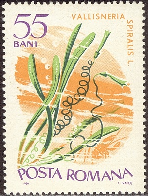 Румыния - Romania (1966)
