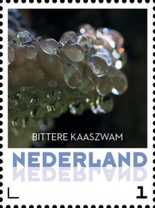 Нидерланды - Netherlands 2015