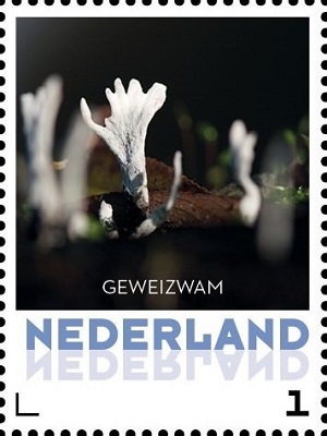 Нидерланды - Netherlands 2015
