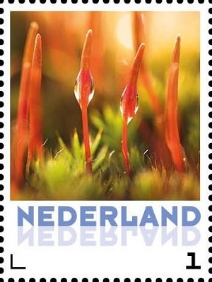 Нидерланды - Netherlands (Adianthum sp. - 2016) 
