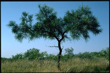 Acacia  coriacea