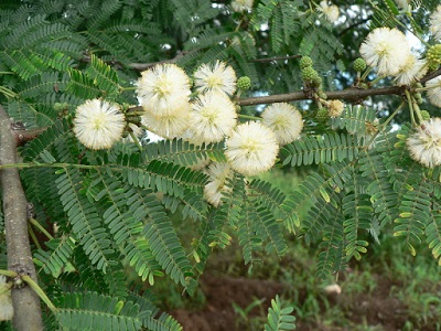 Acacia gerrardii