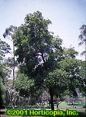 Acacia  melanoxylon