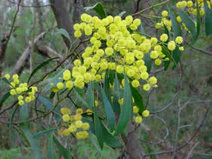 Acacia  pycnatha