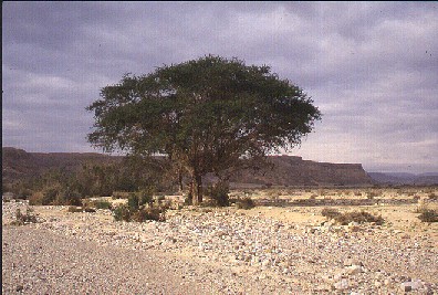 Acacia raddiana 