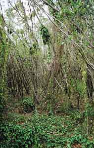 Acacia  spirorbis
