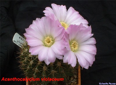 Acanthocalycium violaceum