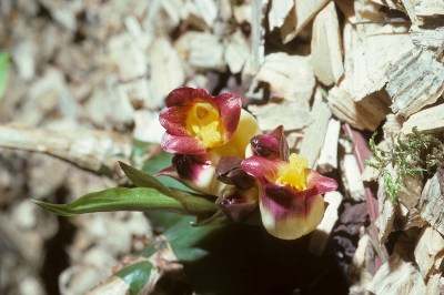 Acanthophippium bicolor 