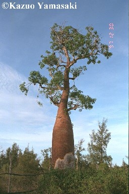 Adansonia fony 