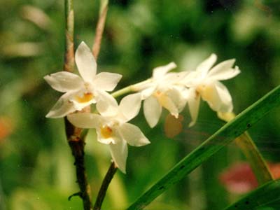 Aganisia pulchella