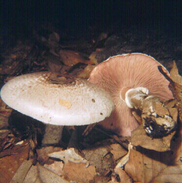 Agaricus (Psalliota) silvaticus