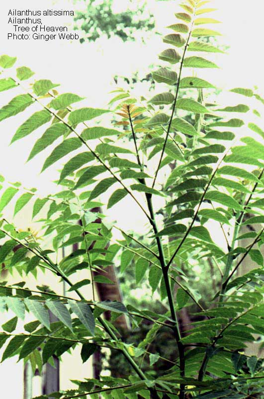 Ailanthis altissima