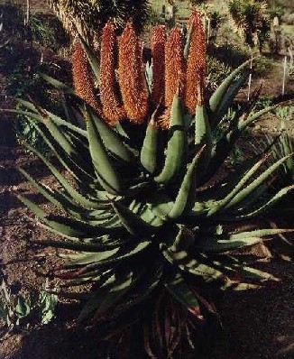 Aloe africana 