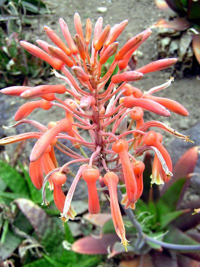 Aloe graminicola