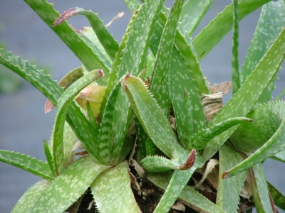 Aloe greatheadii