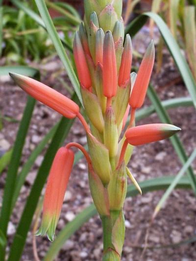 Aloe inyangensis