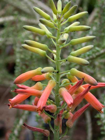 Aloe laterita