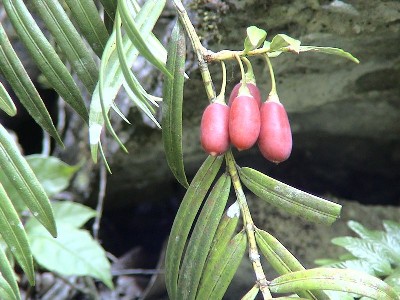 Amentotaxus yunnanensis