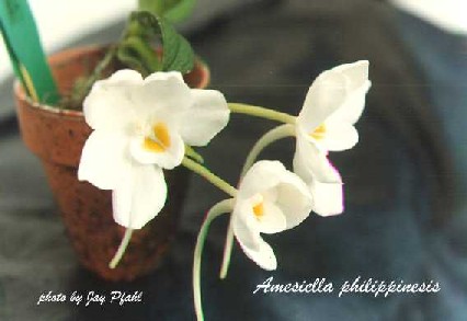 Amesiella philippinensis