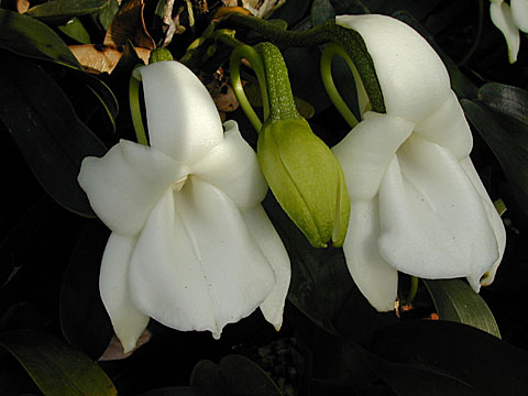 Angraecum magdalenae
