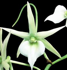Angraecum orchidglade