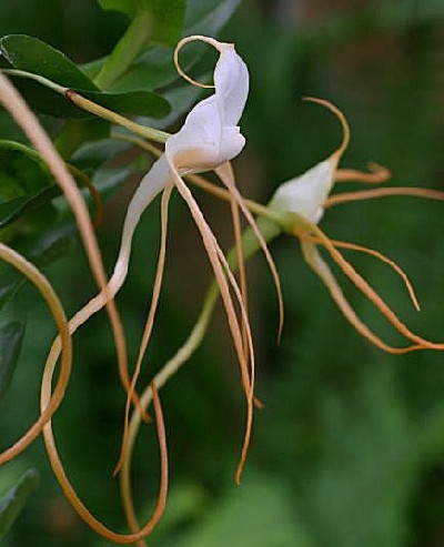 Angraecum ramosum