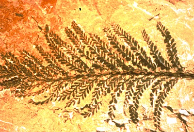 Archaeopteris halliana