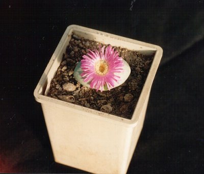 Argyroderma roseum