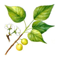 Armeniaca (Prunus) mandshurica