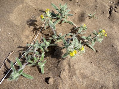 Arnebia hispidissima