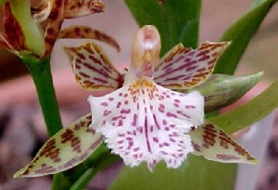Aspasia variegata
