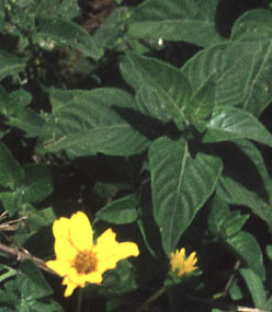 Aspilia mossambicensis