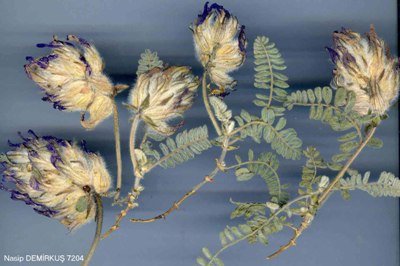 Astragalus lineatus