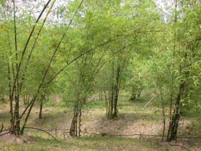 Bambusa blumeana