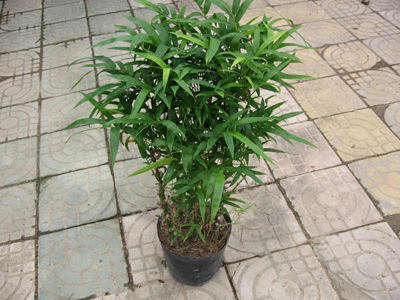 Bambusa venticosa