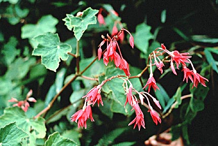Begonia urticae