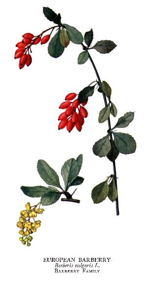 Berberis vulgaris