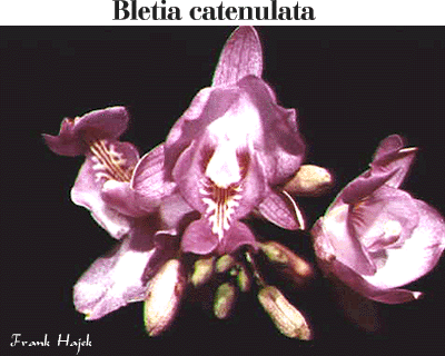 Bletia catenulata