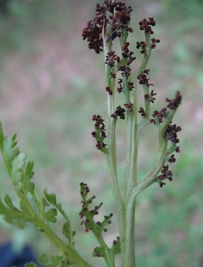 Botrychium matricariifolium 