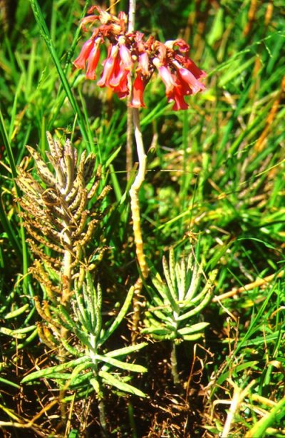 Bryophyllum delagoense