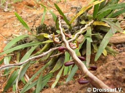 Bulbophyllum calyptratum