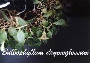 Bulbophyllum drymoglossum
