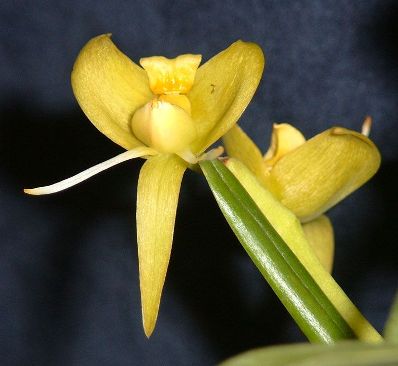 Bulbophyllum lizae