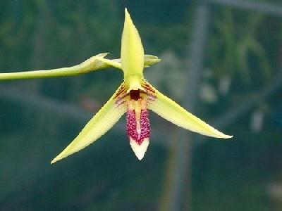 Bulbophyllum longiscarpum