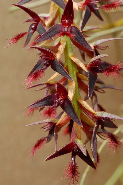 Bulbophyllum  saltatorium