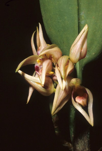 Bulbophyllum sociale