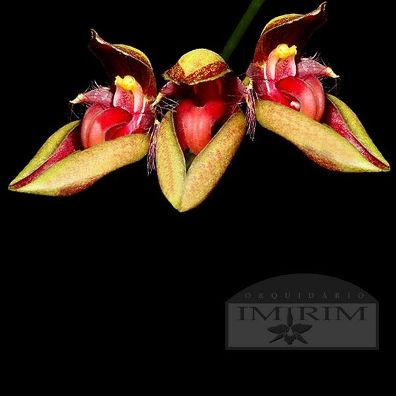 Bulbophyllum wightii
