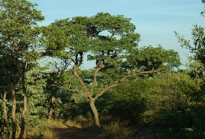 Burkea africana