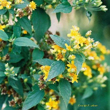 Calea urticifolia